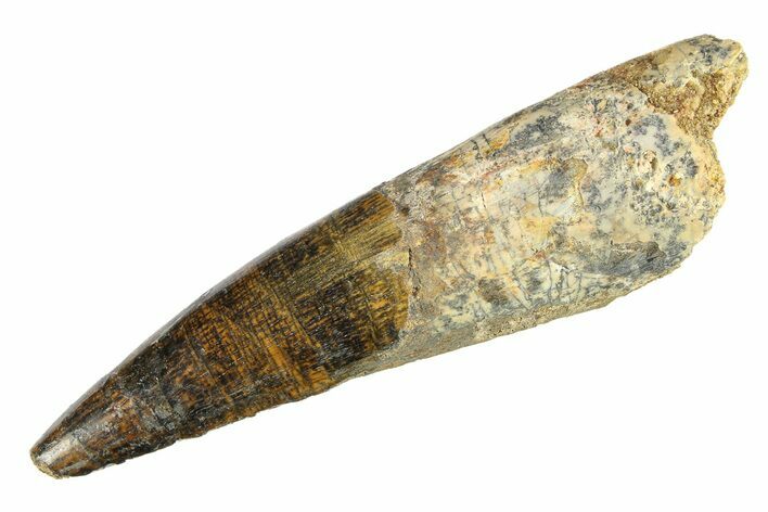 Fossil Spinosaurus Tooth - Real Dinosaur Tooth #298147